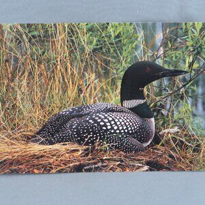 Vintage Postcard - Loon in the Wild - Dexter Press
